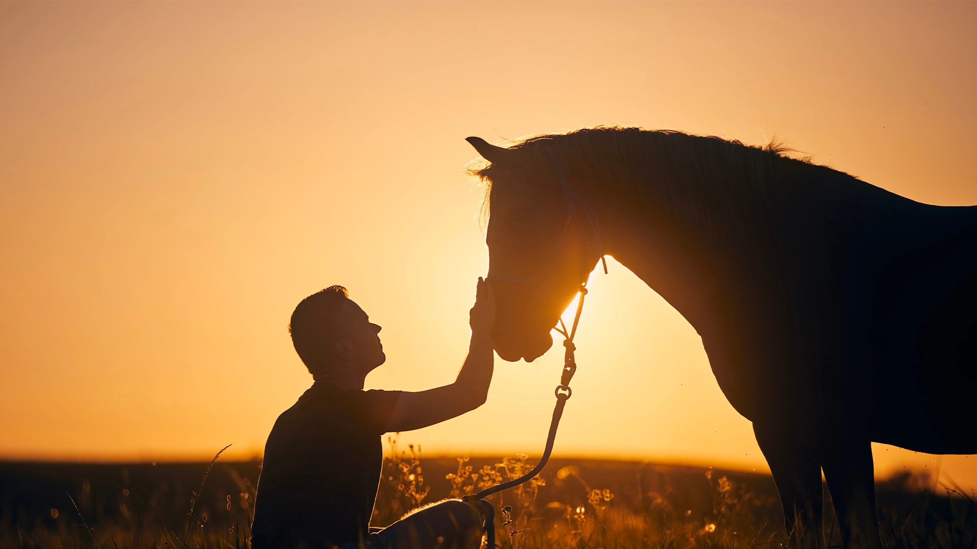 Paarden